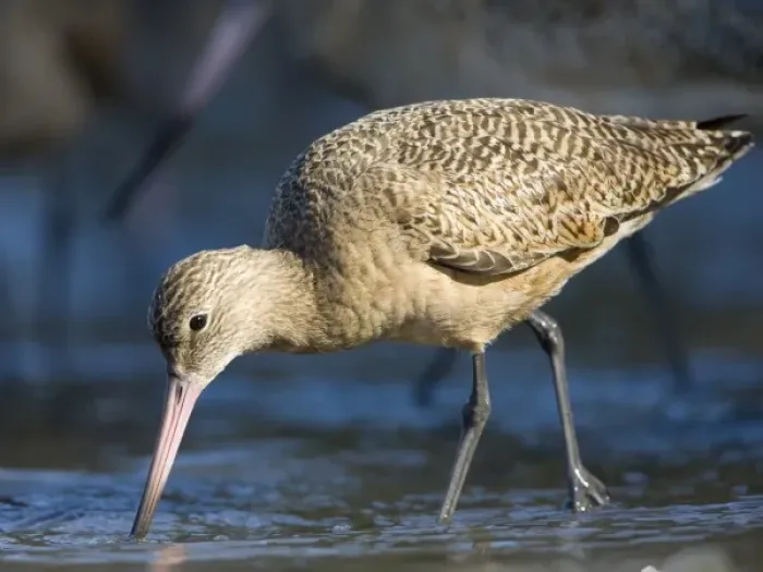 Framed Print : USA, California, Marbeled Godwit, feeding Framed Print : USA, California, Marbeled Godwit, feeding