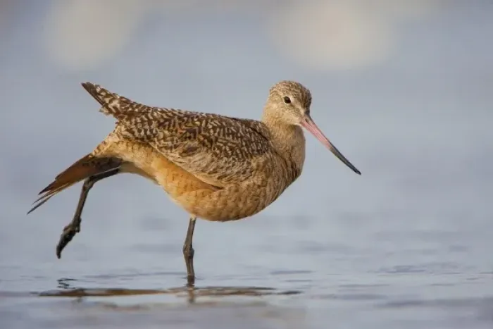 Framed Print : USA, California, Marbeled Godwit, stretching Framed Print : USA, California, Marbeled Godwit, stretching
