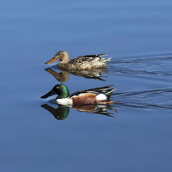 USA, California. Mated pair of ring-necked ducks swimming
