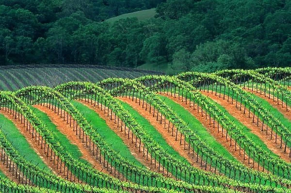 USA, California, Mendocino County, a trellised vineyard on a hillside in the Alexander