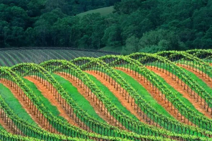 Framed Print : USA, California, Mendocino County, a trellised vineyard on a hillside in the Alexander
