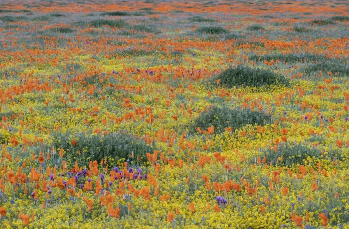 Framed Print : USA, California, Mojave Desert. California poppy super bloom