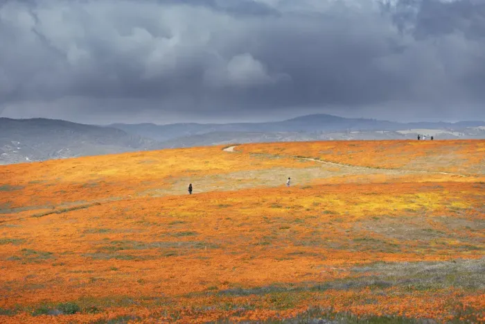 Framed Print : USA, California, Mojave Desert. California poppy super bloom Framed Print : USA, California, Mojave Desert. California poppy super bloom