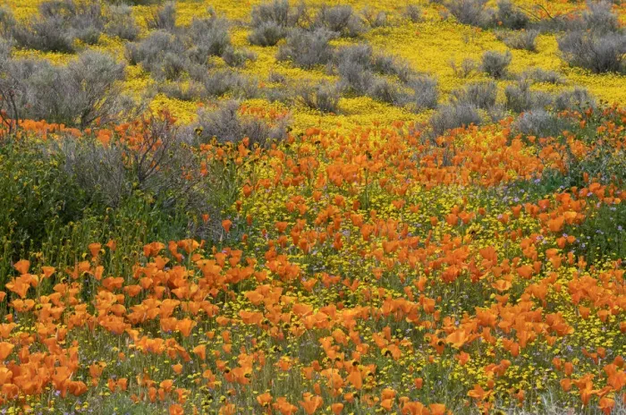 Framed Print : USA, California, Mojave Desert. California poppy super bloom Framed Print : USA, California, Mojave Desert. California poppy super bloom