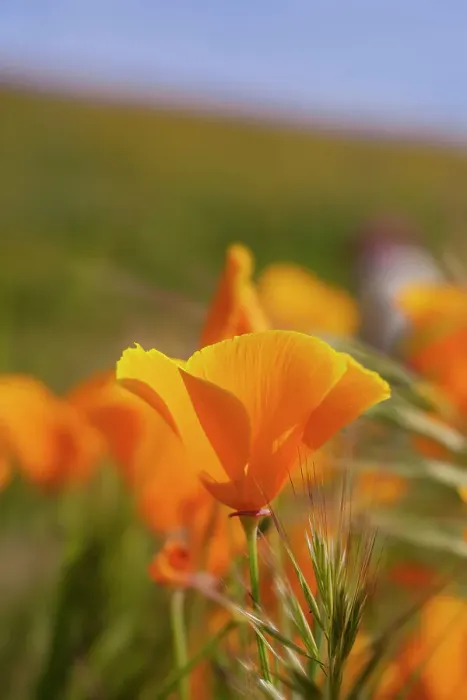 Framed Print : USA, California, Mojave Desert. California poppies close-up Framed Print : USA, California, Mojave Desert. California poppies close-up