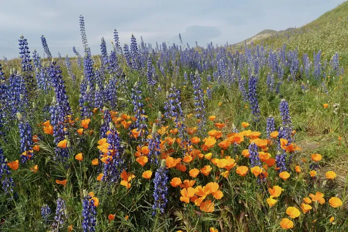 Framed Print : USA, California, Mojave Desert. California poppies and silver lupine flowers in the spring Framed Print : USA, California, Mojave Desert. California poppies and silver lupine flowers in the spring