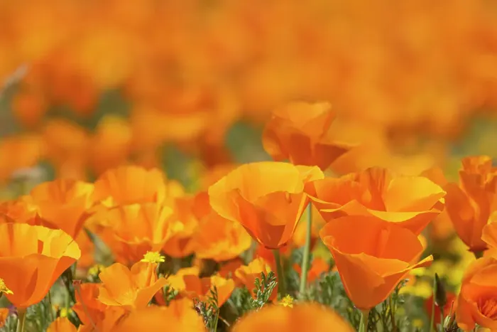 Framed Print : USA, California, Mojave Desert. California poppies close-up Framed Print : USA, California, Mojave Desert. California poppies close-up