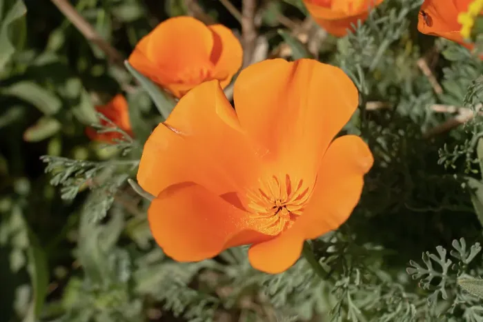 Framed Print : USA, California, Mojave Desert. California poppies close-up Framed Print : USA, California, Mojave Desert. California poppies close-up