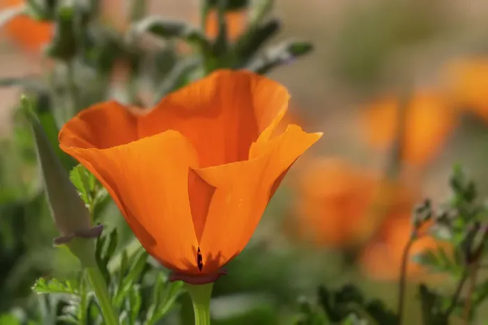 Framed Print : USA, California, Mojave Desert. California poppy close-up Framed Print : USA, California, Mojave Desert. California poppy close-up