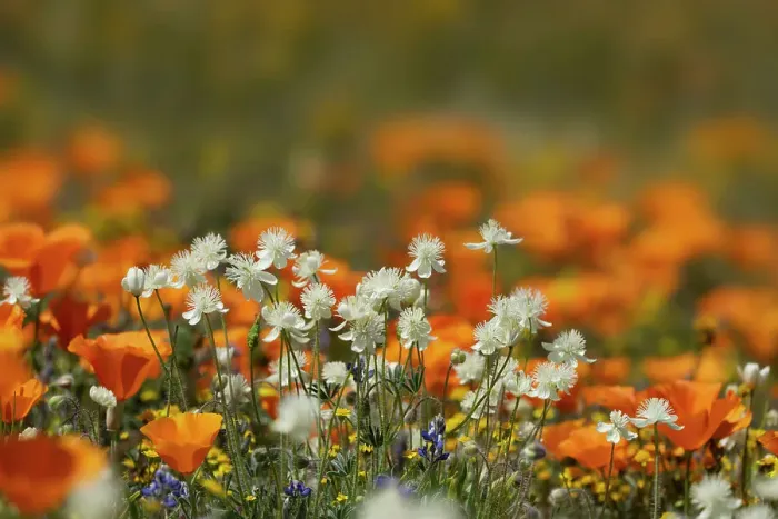 Framed Print : USA, California, Mojave Desert. Wildflowers close-up Framed Print : USA, California, Mojave Desert. Wildflowers close-up
