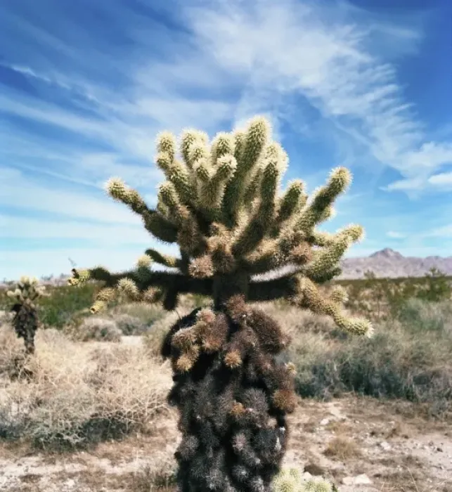 Framed Print : USA, California, Mojave Desert. Teddybear Cholla cactus (Cylindropuntia bigelovii)