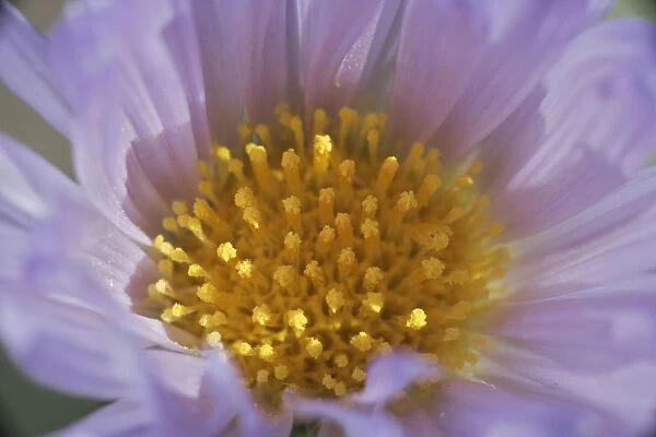 USA, California, Mojave Desert. Aster flower bud close-up