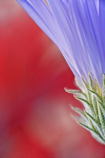 USA, California, Mojave Desert. Mojave aster flower close-up