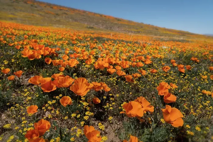 Framed Print : USA, California, Mojave Desert. Poppies on hillside Framed Print : USA, California, Mojave Desert. Poppies on hillside