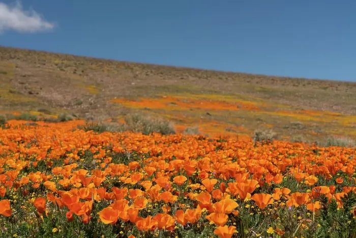 Framed Print : USA, California, Mojave Desert. Poppies on hillside