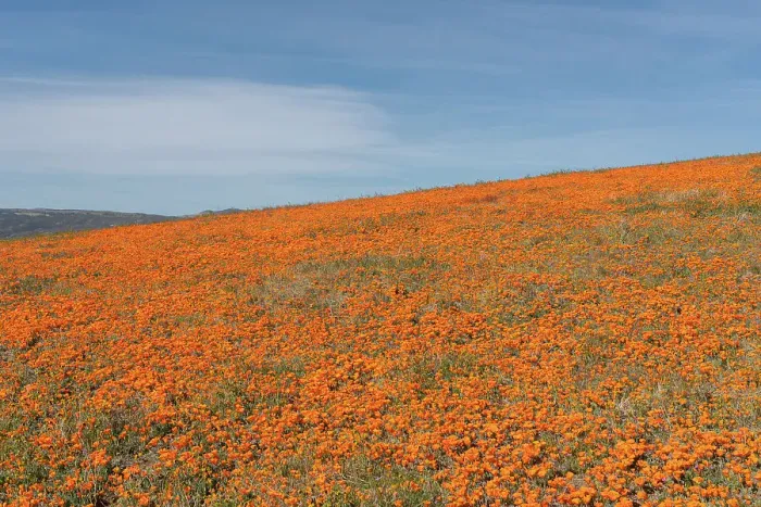 Framed Print : USA, California, Mojave Desert. Poppies on hillside