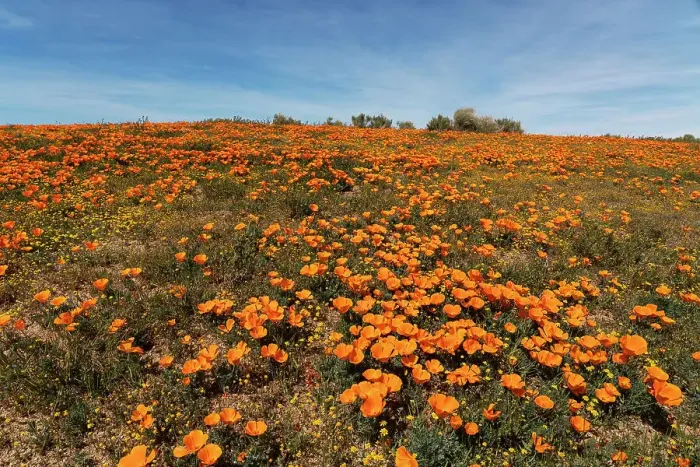 Framed Print : USA, California, Mojave Desert. Poppies on hillside