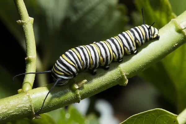 USA, California. Monarch butterfly caterpillar close-up