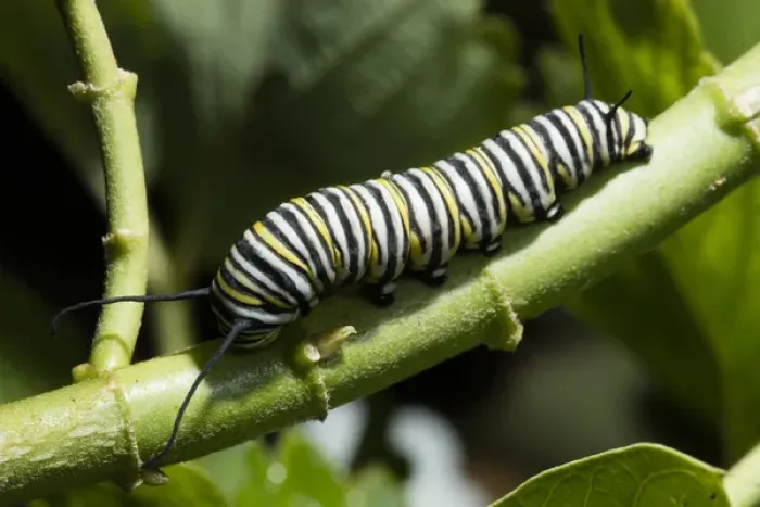 Framed Print : USA, California. Monarch butterfly caterpillar close-up Framed Print : USA, California. Monarch butterfly caterpillar close-up