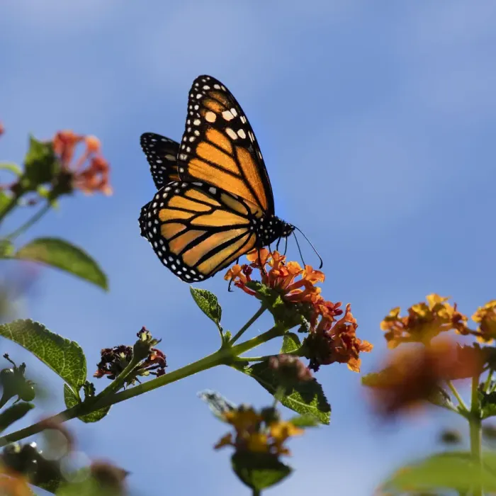 Framed Print : USA, California. Monarch butterfly on lantana flower