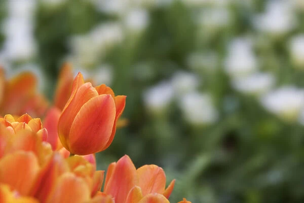 USA, California. Monarch tulips close-up
