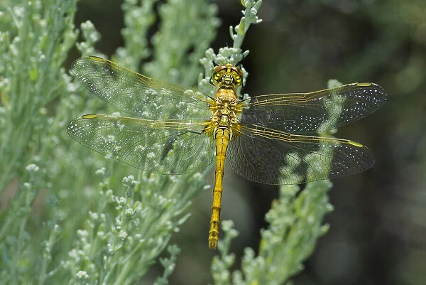 USA, California, Mono County. Female saffron-winged meadowhawk dragonfly on plant