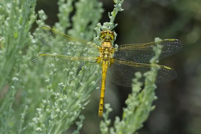 Framed Print : USA, California, Mono County. Female saffron-winged meadowhawk dragonfly on plant Framed Print : USA, California, Mono County. Female saffron-winged meadowhawk dragonfly on plant