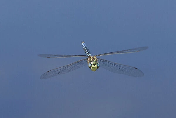 USA, California, Mono County. Male paddle-tailed darner dragonfly in flight
