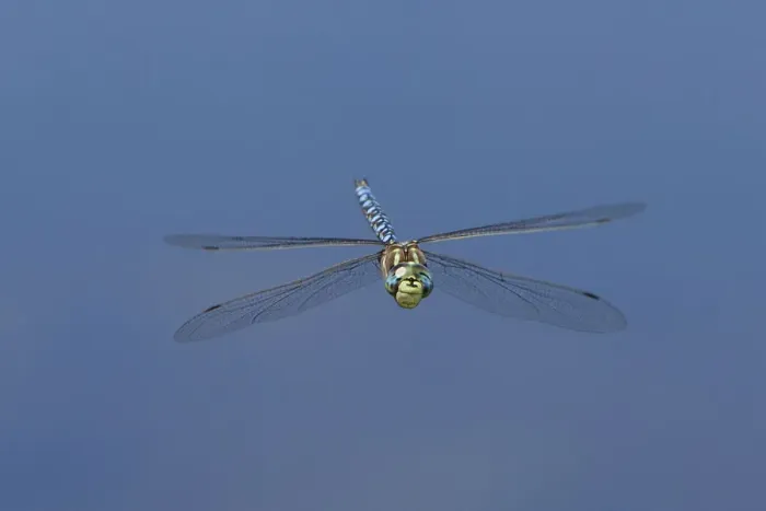 Framed Print : USA, California, Mono County. Male paddle-tailed darner dragonfly in flight Framed Print : USA, California, Mono County. Male paddle-tailed darner dragonfly in flight