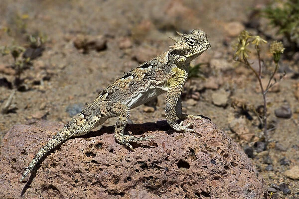 USA, California, Mono County. Southern desert horned lizard suns on rock