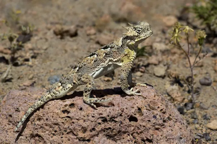 Framed Print : USA, California, Mono County. Southern desert horned lizard suns on rock Framed Print : USA, California, Mono County. Southern desert horned lizard suns on rock