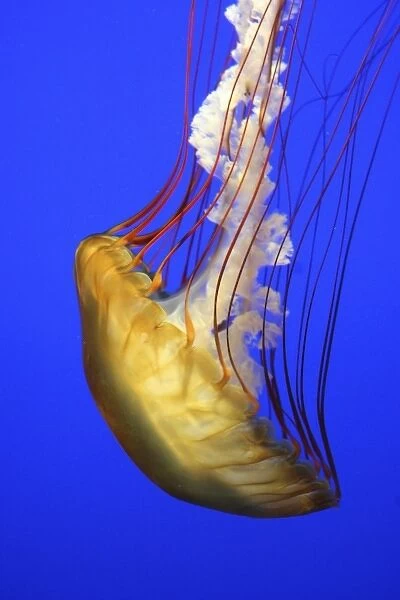 USA, California, Monterey Bay Aquarium. Sea Nettle (Chrysaora fuscescens) floats
