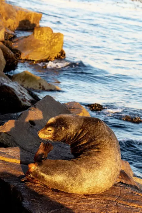 Framed Print : USA, California, Monterey. First light on sea lion just off of the Coast Guard Pier in Monterey Bay