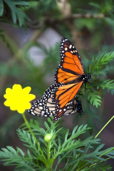 USA, California, Monterey. Mating Monarch Butterflies at Monarch Grove Butterfly