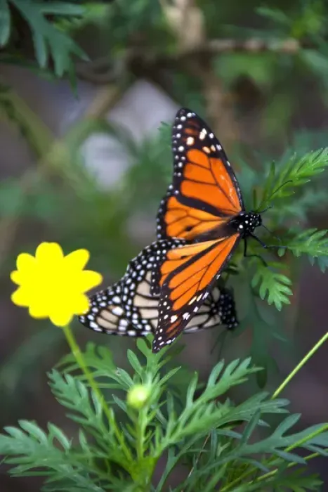 Framed Print : USA, California, Monterey. Mating Monarch Butterflies at Monarch Grove Butterfly Framed Print : USA, California, Monterey. Mating Monarch Butterflies at Monarch Grove Butterfly