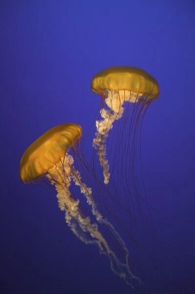 USA, California, Monterey. Two sea nettles float at Monterey Bay Aquarium