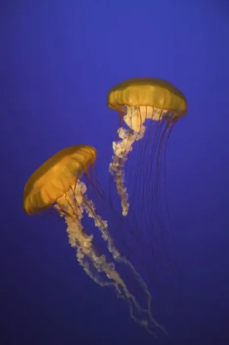 Framed Print : USA, California, Monterey. Two sea nettles float at Monterey Bay Aquarium Framed Print : USA, California, Monterey. Two sea nettles float at Monterey Bay Aquarium