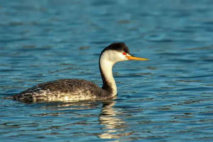 Framed Print : USA, California, Morro Bay. Close-up of Clark's grebe in water Framed Print : USA, California, Morro Bay. Close-up of Clark's grebe in water