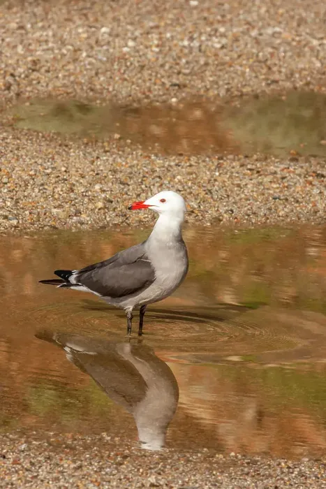Framed Print : USA, California, Morro Bay. Heermann's gull drinking Framed Print : USA, California, Morro Bay. Heermann's gull drinking