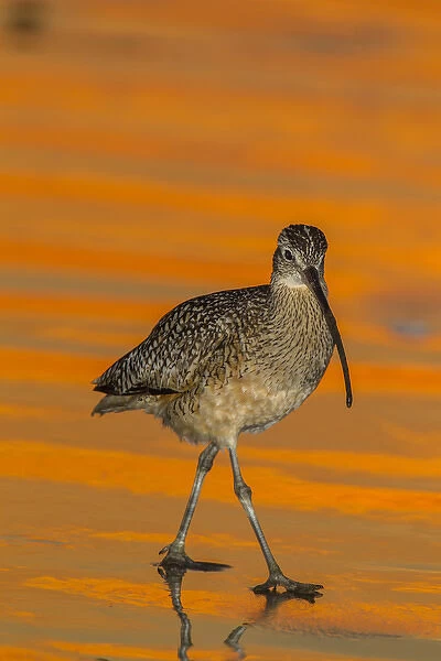 USA, California, Morro Bay. Long-billed curlew at sunset