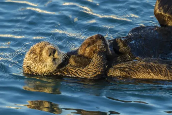 Framed Print : USA, California, Morro Bay. Sea otter parent and pup Framed Print : USA, California, Morro Bay. Sea otter parent and pup