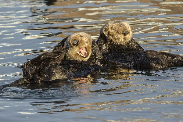 USA, California, Morro Bay. Sea otters resting and grooming