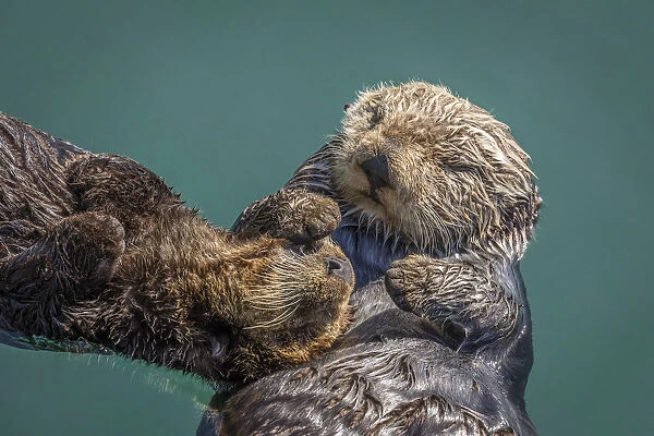 USA, California, Morro Bay State Park. Sea Otter mother with pup
