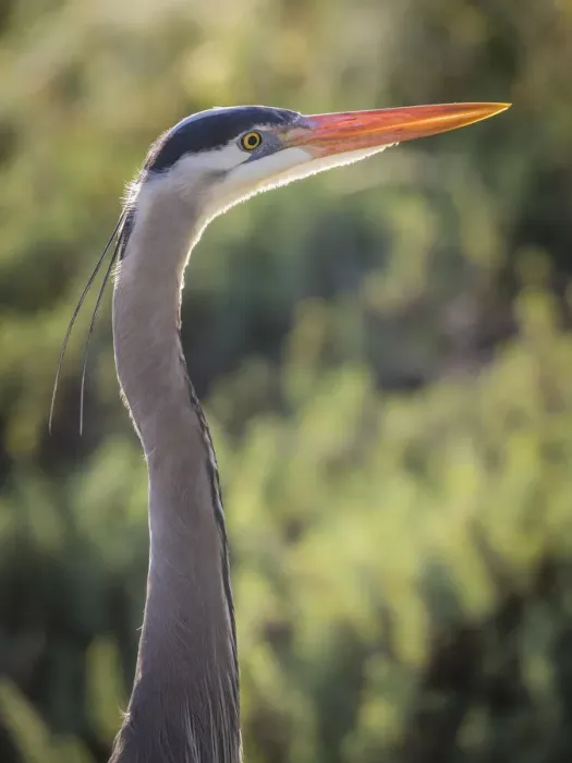Framed Print : USA, California, Morro Bay State Park. Great blue heron close-up Framed Print : USA, California, Morro Bay State Park. Great blue heron close-up