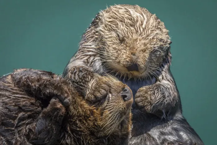 Framed Print : USA, California, Morro Bay State Park. Sea Otter mother with pup Framed Print : USA, California, Morro Bay State Park. Sea Otter mother with pup
