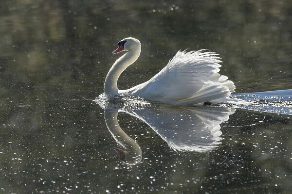 Usa, California. A mute swan fans its wings during courtship behavior
