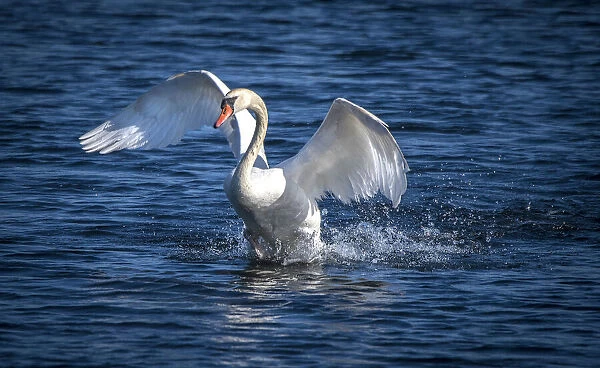 Usa, California. A mute swan flaps its huge wings during courting behavior on a California pond