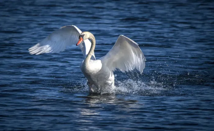 Framed Print : Usa, California. A mute swan flaps its huge wings during courting behavior on a California pond