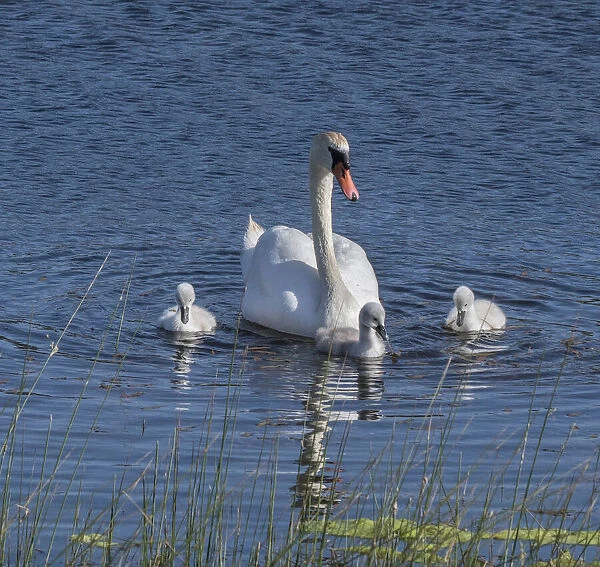 Usa, California. A mute swan tends to her cygnets on a California pond