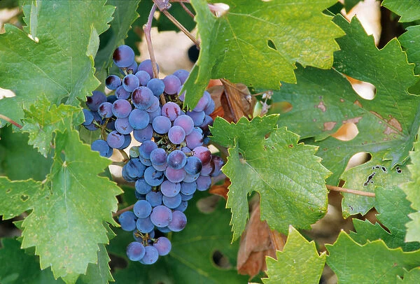 USA, California, Napa, a cluster of cabernet sauvignon grapes on the vine